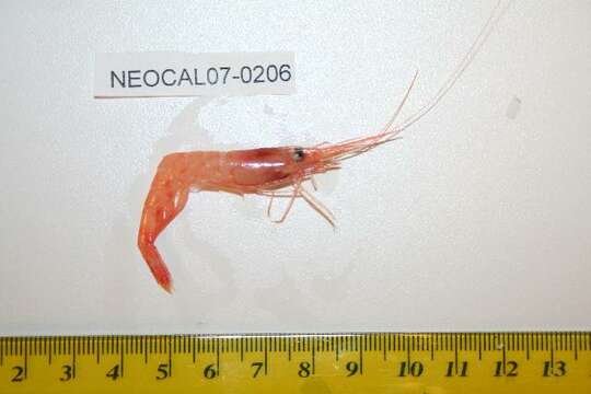 Image of northern prawn