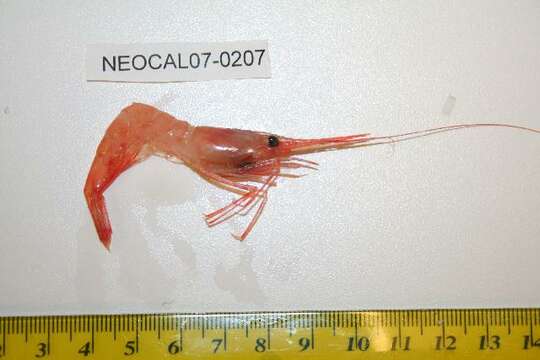 Image of northern prawn