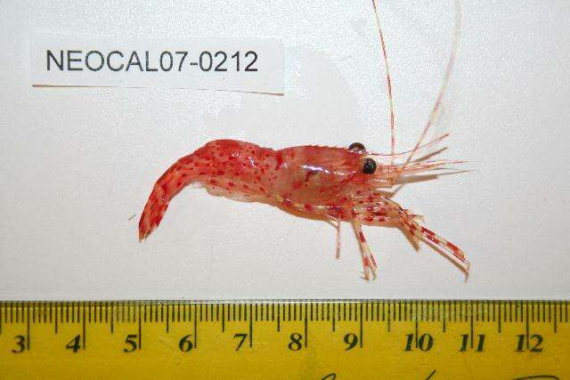 Image of roughpatch shrimp