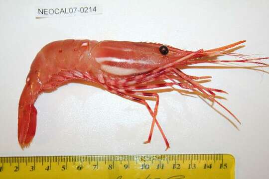 Image of California Spot Prawn