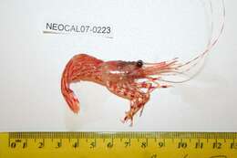 Image of dock shrimp