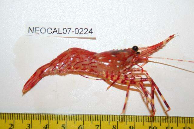 Image of dock shrimp