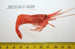 Image of yellow-legged shrimp