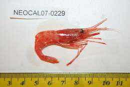 Image of yellow-legged shrimp