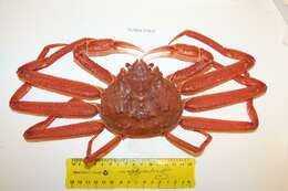 Image of Bairdi crab