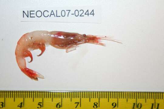 Image of Pacific glass shrimp