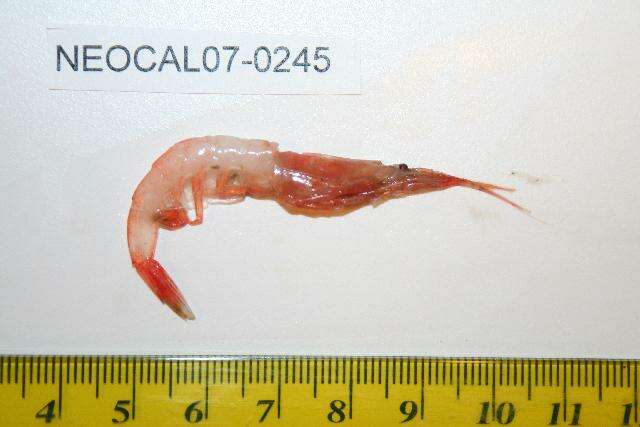 Image of Pacific glass shrimp