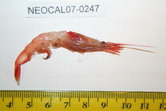 Image of Pacific glass shrimp