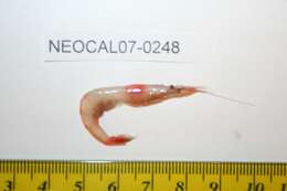 Image of Pacific glass shrimp