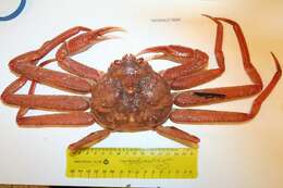 Image of Bairdi crab