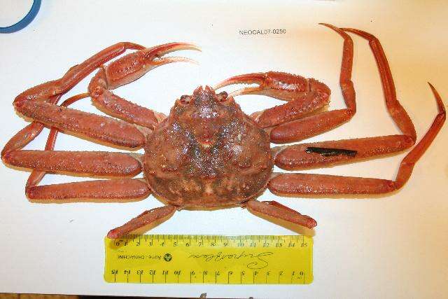 Image of Bairdi crab