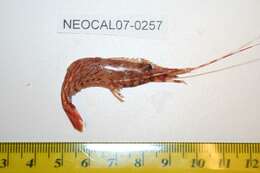 Image of dock shrimp