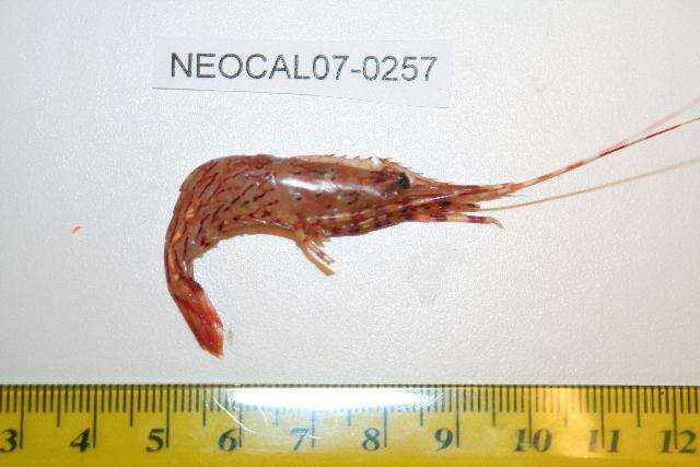 Image of dock shrimp