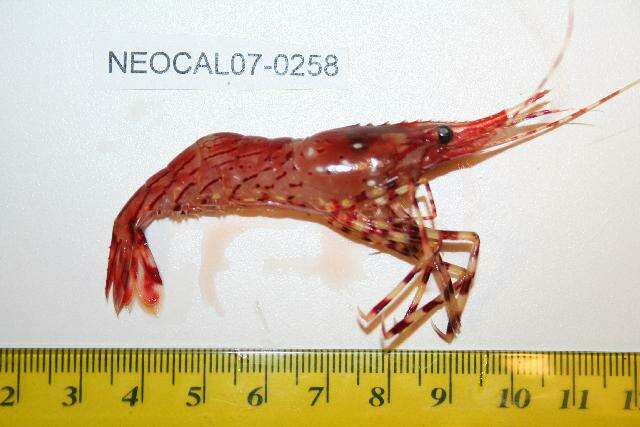 Image of dock shrimp