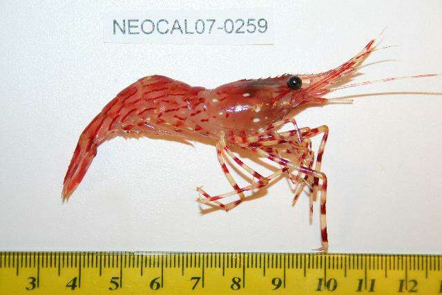 Image of dock shrimp