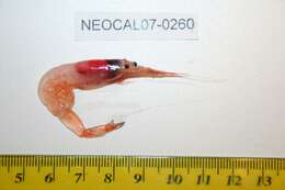 Image of <i>Eusergestes similis</i>