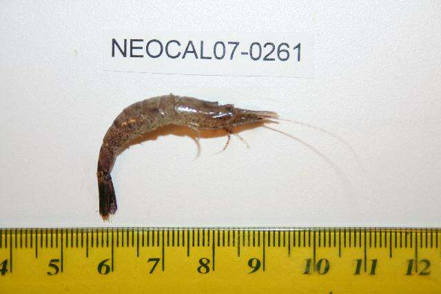 Image of Alaska Bay shrimp