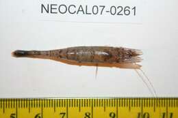 Image of Alaska Bay shrimp