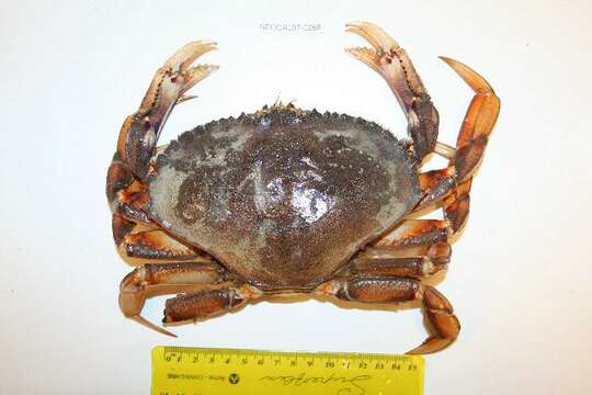 Image of Dungeness crab