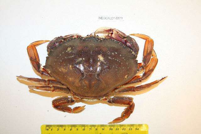 Image of Dungeness crab