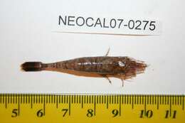 Image of Alaska Bay shrimp