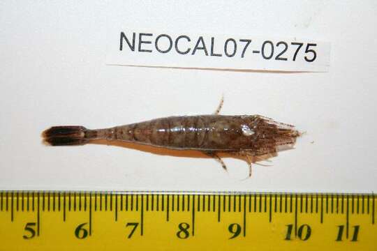 Image of Alaska Bay shrimp