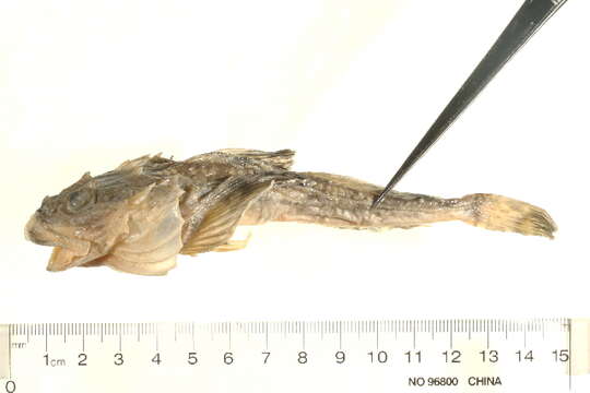 Image of Fourhorn sculpin