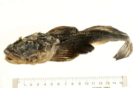 Image of Fourhorn sculpin