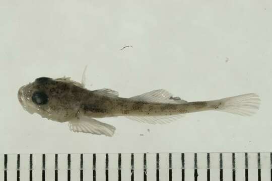 Image of Fourhorn sculpin