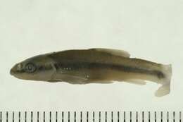 Sivun Rhinichthys cataractae (Valenciennes 1842) kuva