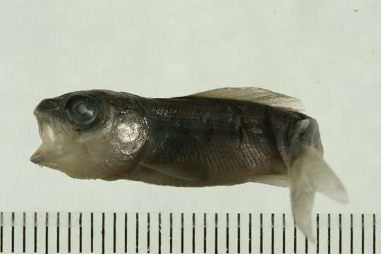 Image of Arctic Grayling