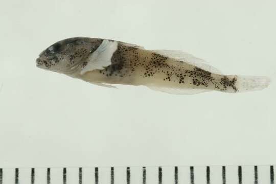 Image of Slimy Sculpin