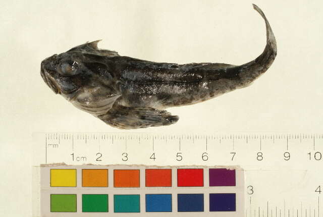 Image of Arctic sculpin