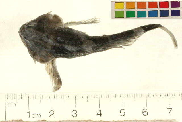 Image of Arctic sculpin