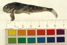 Image of Arctic sculpin