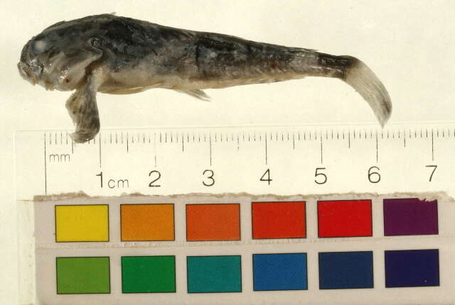 Image of Arctic sculpin