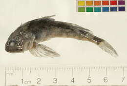 Image of Arctic sculpin