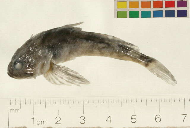 Image of Arctic sculpin