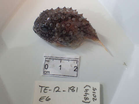 Слика од Eumicrotremus terraenovae Myers & Böhlke 1950