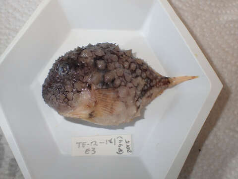 Image of Newfoundland spiny lumpsucker