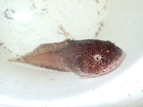 Image of nebulous snailfish