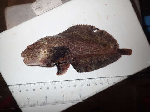 Image of nebulous snailfish