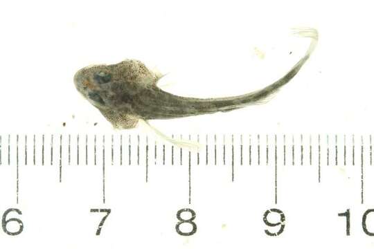 Image of Fourhorn sculpin