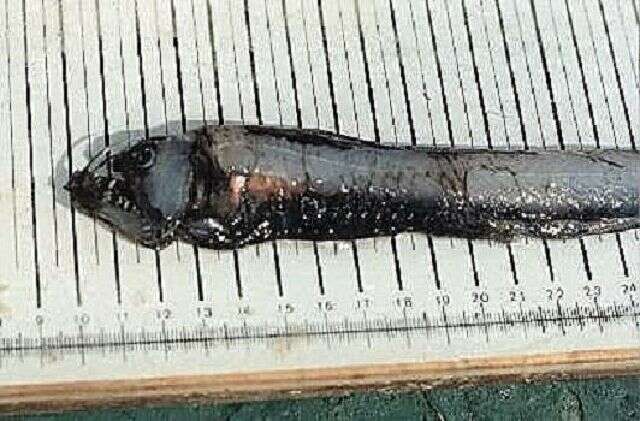 Image of Dannevig's Dragonfish