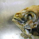 Image of Blue Fathead