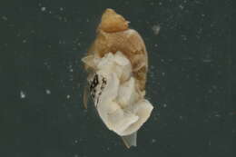 Image of Physa ancillaria