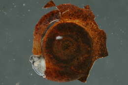 Image of Physa ancillaria
