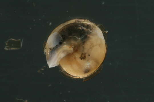 Image of Tawny Glass Snail