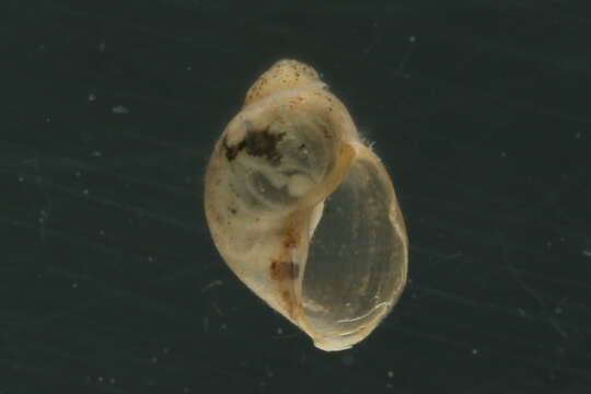 Image of Tawny Glass Snail