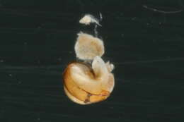 Image of <i>Vertigo concinnula</i>